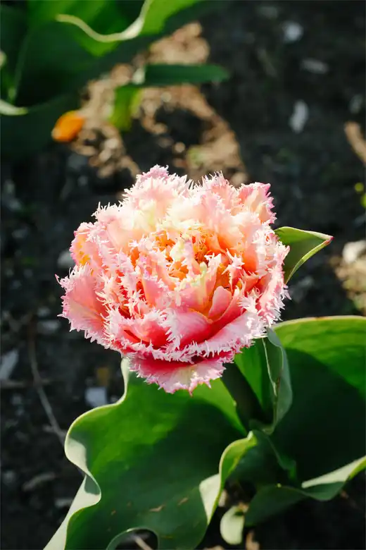 Gallery photo 23