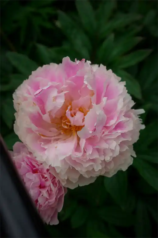 Gallery photo 54